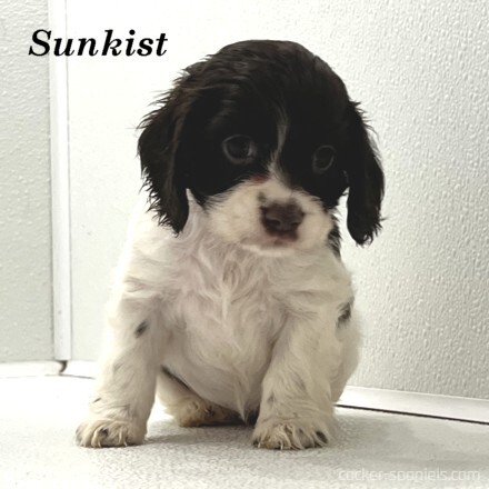 puppy, for, sale, Cocker Spaniel, Joe & Cherri  Overlease, dog, breeder, Miller, MO, dog-breeder, puppy-for-sale, forsale, nearby, find, puppyfind, locator, puppylocator, aca